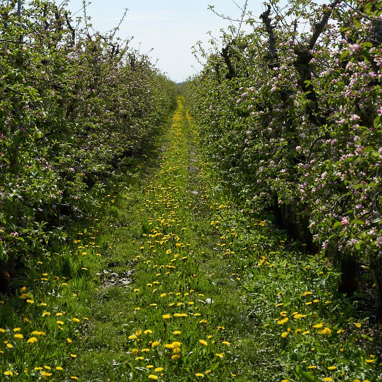 Weg durch blühende Äpfelbäume